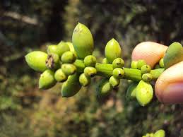 Image result for Gnetum