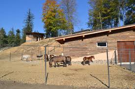 Articole, poze, jocuri si filmulete despre gradina zoologica brasov si nu numai pe zoopedia.ro. Program Vizitare GrÄdina ZoologicÄ Brasov 2014