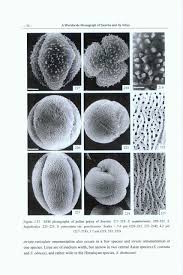 Image result for Swertia usambarensis