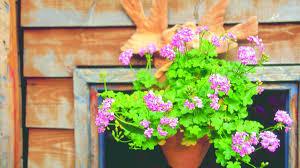 Dura muchísimos años con tan solo poca agua y un lugar soleado para vivir. Plantas De Exterior Para El Balcon