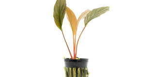 Image result for Humularia descampsii