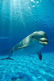 Pin By Bruna Freire On Debora Dolphin Photos Underwater Animals Sea Animals