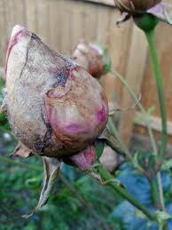 Can't you see i breathe for you? Why Rose Buds Won T Open Information On Balling Rose Buds
