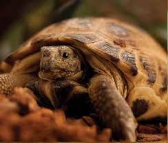 The number one best pet tortoise is, in our opinion, the russian tortoise. Russian Tortoise
