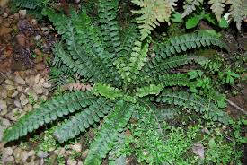 Image result for Cyathea manniana