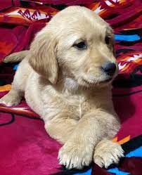 Did you mean dog golden retriever. Georgia Golden Retriever Puppy 626052 Puppyspot