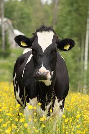 Daugiau informacijos apie įmonę hellerud gård rasite adresu hellerudgaard.no. Om Oss Urbant Landbruk