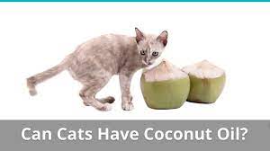 Pros And Cons Of Giving Coconut Oil To Your Cat Safe Or Bad