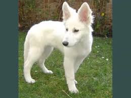 Post your classified ad for free in various categories like mobiles, tablets, cars, bikes, laptops, electronics, birds, houses, furniture, clothes, dresses for sale in pakistan. Set Of Useful Picture Ideas Of White German Shepherd Puppies White German Shepherd Puppies Youtube