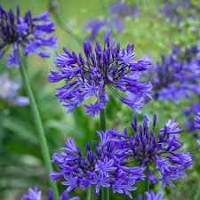 Image result for Agapanthus campanulatus