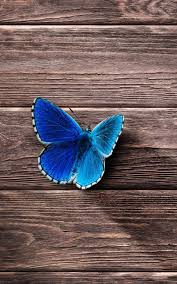Blue butterfly wallpaper for phone. Beautiful Blue Butterfly 4k Ultra Hd Mobile Wallpaper