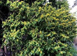 Image result for Xysmalobium sessile