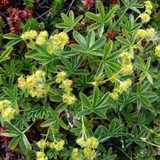 Image result for Alchemilla ellenbeckii