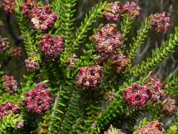 Image result for Xenostegia pinnata