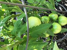 They have a potting mix and a garden soil. Miracle Gro Garden Soil Vegetables And Herbs 1 5 Cu Ft Walmart Com Walmart Com