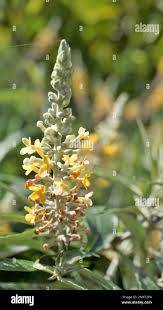 Image result for Buddleja madagascariensis