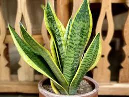Image result for Sansevieria trifasciata