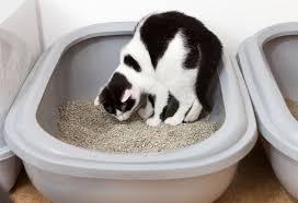 What may happen if a cat's system tries to 'flush' or excrete bentonite litter after eating it what may happen if a cat were to eat anything that is cement like Why Cats Eat Litter And How To Stop It