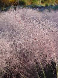 Image result for Eragrostis caespitosa