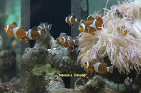 A lot of these species are actually port dickson native species while there are also imported ones. Pusat Ikan Hiasan Port Dickson