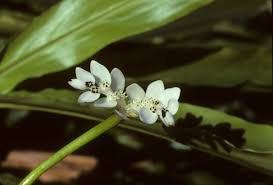 Image result for Aponogetonaceae