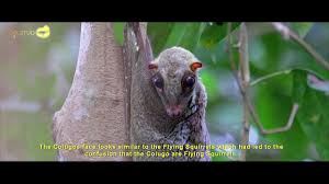 Get insider information about exclusive offers, events and more! Colugo Or Flying Lemur Documentary Youtube