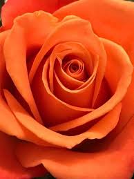 Full sun to light shade. Pin By Eroom M On Orange Beautiful Rose Flowers Orange Roses Beautiful Roses