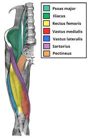 Musculos Da Coxa Anatomia Papel E Caneta