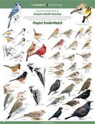 Identifying Birds Feederwatch Identifying Birds Backyard Birds Bird Identification