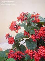 Image result for Clerodendrum splendens