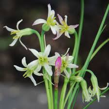 Image result for Tulbaghia cameronii