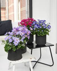 Image result for Cineraria deltoidea