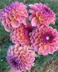 Adam Jenn O Neal On Instagram This Pretty Dahlia S Name Is Chewy It Really Has More Of A Brownish Undertone Always Surpr Flower Farm Dahlia Flower Dahlia