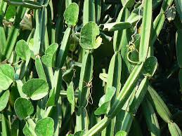 Image result for Cissus aralioides