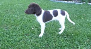 Image result for Malý münsterlandský ohař