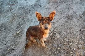 Ma state licensed, usda licensed, tica and fca registered. Importing Rescue Dogs Into Canada