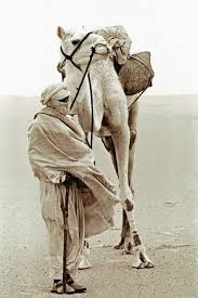 Bruce kirkby is the author of sand dance, by camel across arabia's great southern desert. Camels