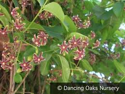 Image result for Periploca linearifolia