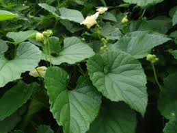 Image result for Momordica foetida