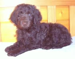 Lancaster puppies advertises puppies for sale in pa, as well as ohio, indiana, new york and other states. Newfoundland And Poodle Mix Puppies Off 59 Www Usushimd Com