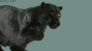 Different Yet Similar Funsubstance Cat Gif Black Panther Cat Cats