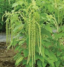 Emerald Tassels Amaranthus Seed Johnny S Selected Seeds Garden Seeds Amaranthus Long Flowers