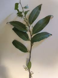 Image result for Maytenus