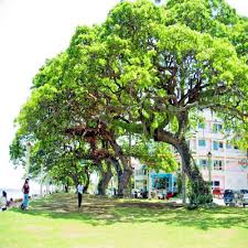 Image result for Pandiaka confusa