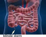 Hoe spreek je blindedarmontsteking uit? Blindedarmontsteking Startpagina Informatie Appendicitis