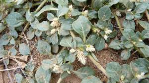 Image result for Alternanthera pungens