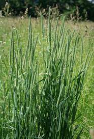 Timothy Grass Care Information About Timothy Grass Growing Grass Care Growing Grass Perennial Grasses