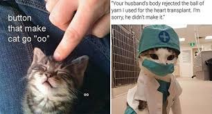 Enjoy A Lazy Caturday With Fresh Cat Memes Funny Cat Memes Caturday Funny Funny Memes