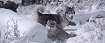 We have elevin puppies for sale. Snowlion Alaskan Malamutes Alaskan Malamute Breeders In California Nevada