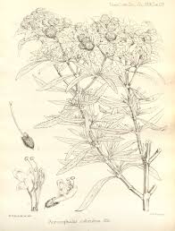 Image result for Haumaniastrum